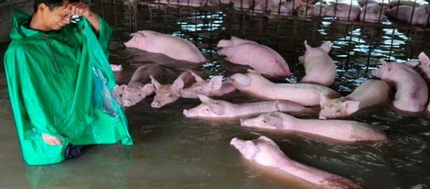Precisos momentos donde el granjero Li Zuming se despide de algunos cerdos. (Foto: China Stringer NetworkReuters) Precisos momentos donde el granjero Li Zuming se despide de algunos cerdos. (Foto: China Stringer NetworkReuters)