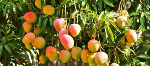 Una temporada de mangos para mitigar el hambre del venezolano Una temporada de mangos para mitigar el hambre del venezolano