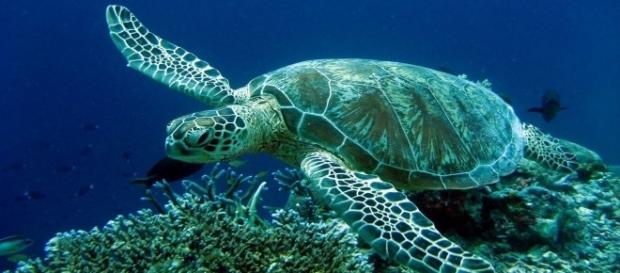 Lucky, a tartaruga marinha receberá tratamento na Grécia Lucky, a tartaruga marinha receberá tratamento na Grécia