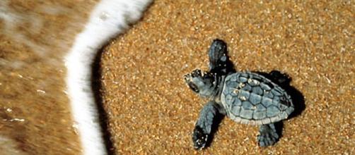 Una tartaruga marina ha scelto la spiaggia di Campus come nido per le sue uova.