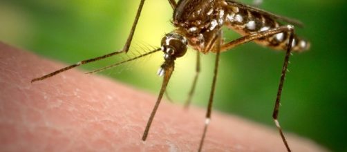 Virus Zika, primo caso in Italia
