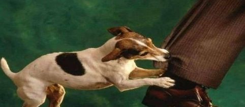 Arrivano le vacanze, non dimenticate di assicurare i vostri cani