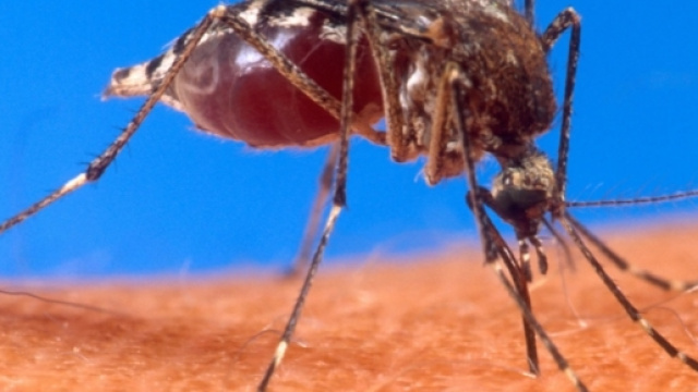 Le zanzare pungono solamente alcune persone