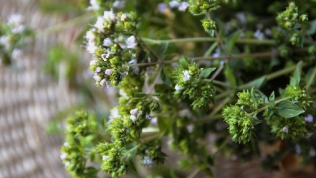 Origano - essiccazione e conservazione | Rosso Fragola - giallozafferano.it