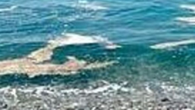 Si chiama Osteopsis Ovata e minaccia di rovinare le vacanze a un p&ograve; di turisti.