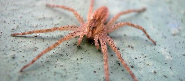 Foto gratis: Ragno, Macro, Artropodi, Animale - Immagine gratis su ... - pixabay.com Foto gratis: Ragno, Macro, Artropodi, Animale - Immagine gratis su ... - pixabay.com