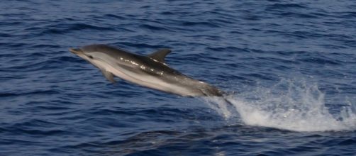 Cucciolo di delfino rischia di morire a Portofino, pescatore lo salva