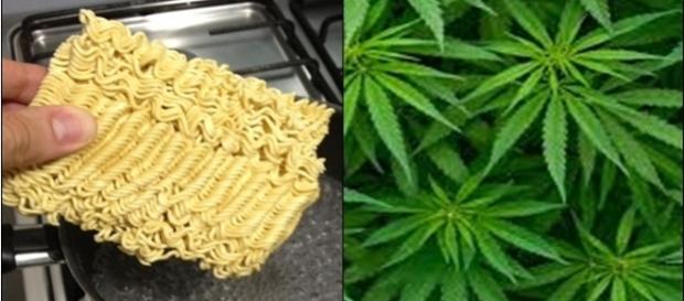 Miojo ou maconha? O que será que lhe faz mal Miojo ou maconha? O que será que lhe faz mal