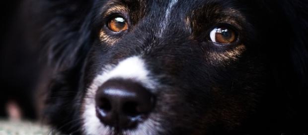 O olhar de um animal traduz todo seu amor O olhar de um animal traduz todo seu amor