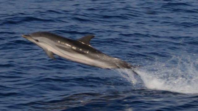 Cucciolo di delfino rischia di morire a Portofino, pescatore lo salva