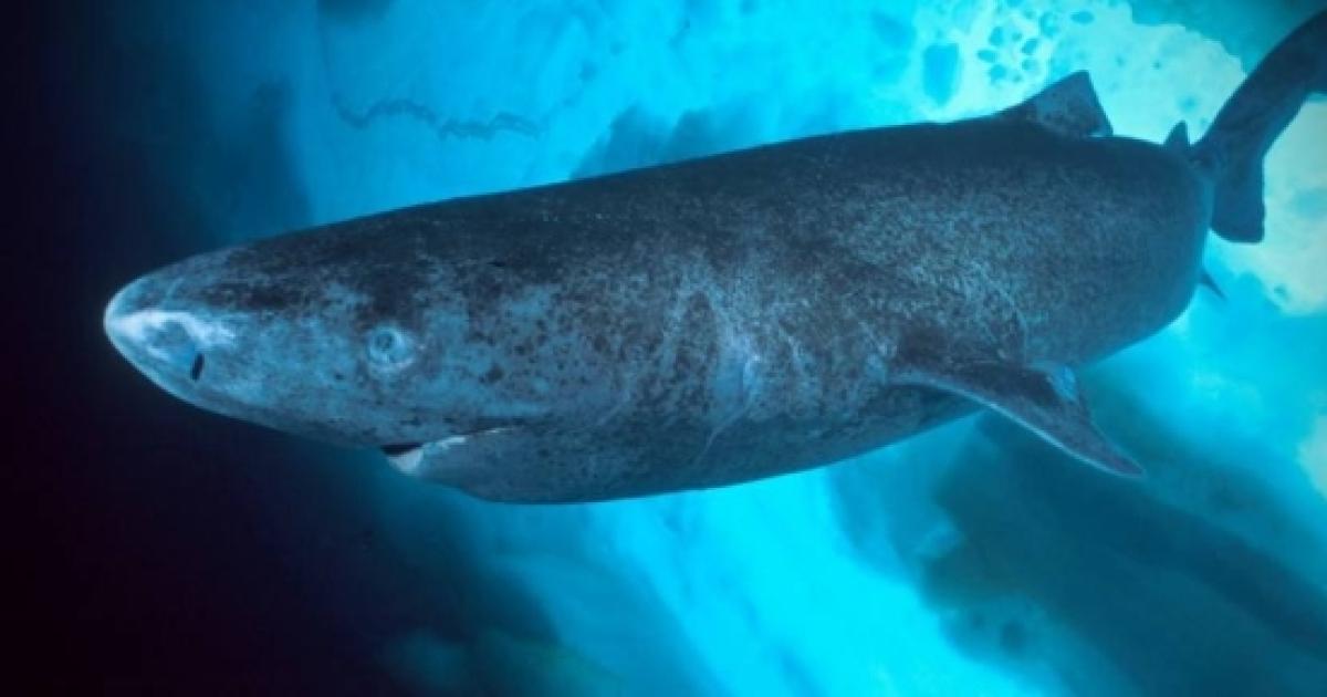 Qual è l'animale più longevo del mondo? Lo squalo della Groenlandia