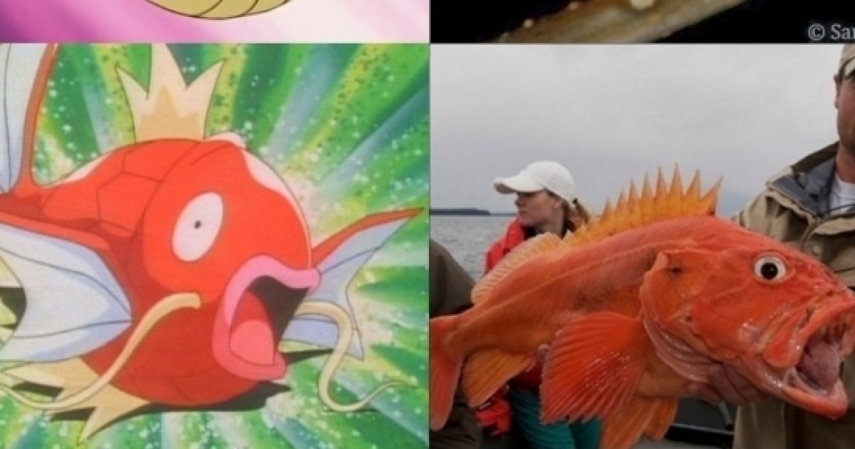 Pokémon na vida real