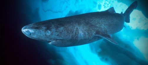 Lo squalo della Groenlandia è il più longevo al mondo.