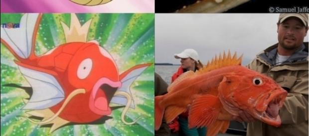 A arte imita a vida! Incríveis animais que inspiraram Pokémons A arte imita a vida! Incríveis animais que inspiraram Pokémons