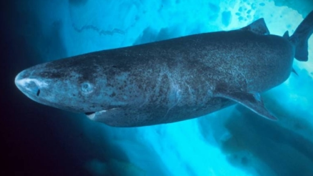 Squalo della Groenlandia: vertebrato più longevo al mondo
