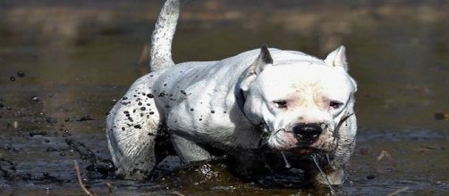 Il Dogo argentino è un cane possente nato per la caccia grossa