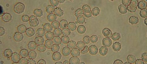 Concorsi per laureati in biologia e biomedica