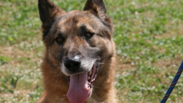 Cane lasciato senza acqua e cibo muore in casolare Reggio Emilia