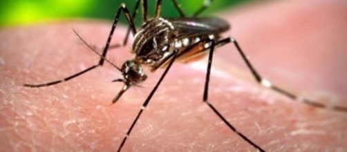 Virus Zika potrebbe lesionare cervello adulti