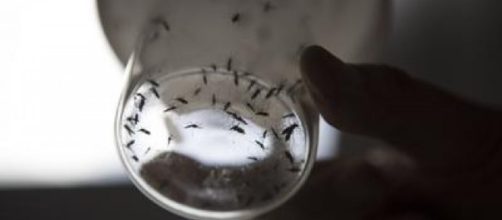 Zika potrebbe colpire anche cellule del cervello degli adulti - agoramagazine.it