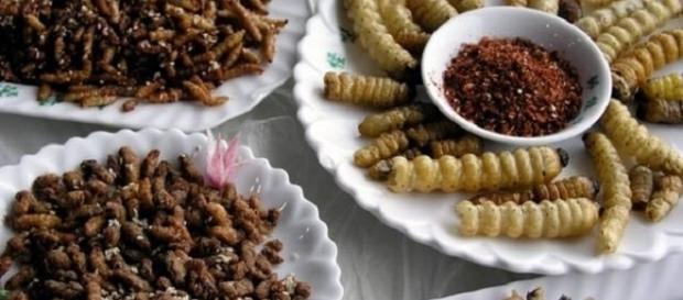Existen recetas muy variadas y ricas para cocinar todo tipo de insectos Existen recetas muy variadas y ricas para cocinar todo tipo de insectos