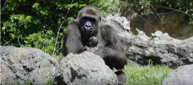 Primer abrazo de mamá gorila y su bebé tras el alumbramiento. Primer abrazo de mamá gorila y su bebé tras el alumbramiento.