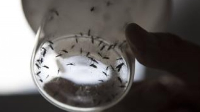 Zika potrebbe colpire anche cellule del cervello degli adulti - agoramagazine.it