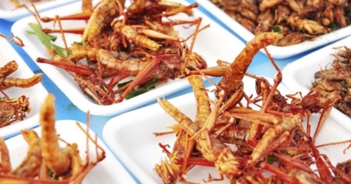 Insetti edibili grilli, cavallette e tarme della farina sulla nostra tavola?