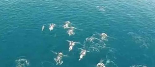 Vídeo que mostra supostas sereias nadando em alto mar
