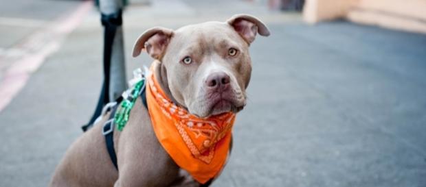 Exemplo de um cão de raça pit bull Exemplo de um cão de raça pit bull