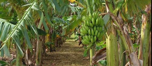 Banane a rischio estinzione per diffusione funghi patogeni