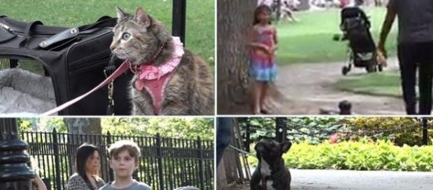 Un baiat, o fată, un câine și o pisică abandonați în parc. Cine va fi salvat primul? Un baiat, o fată, un câine și o pisică abandonați în parc. Cine va fi salvat primul?