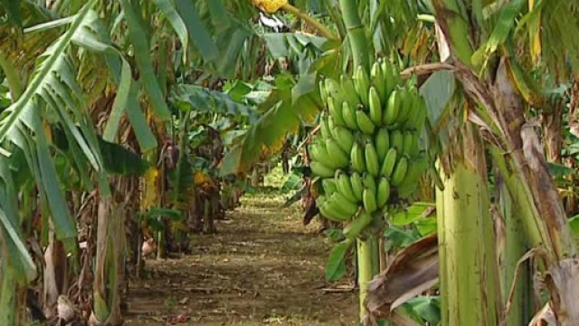 Banane a rischio estinzione per diffusione funghi patogeni