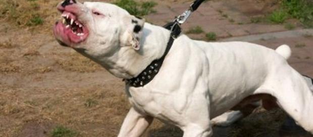 Pitbull azzanna e uccide un bambino di 3 anni in Inghilterra Pitbull azzanna e uccide un bambino di 3 anni in Inghilterra