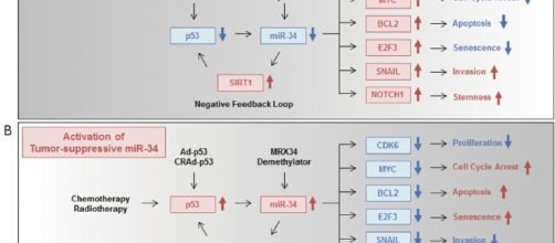 miR-579-3p, la molecola che sconfigge un melanoma