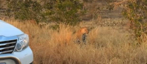 Preciso momentos donde leopardo es grabado intentando cazar a un puercoespín. Preciso momentos donde leopardo es grabado intentando cazar a un puercoespín.