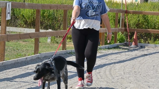 Aggressioni di cani: proprietario responsabile nella misura in cui sia "concretamente" in grado di fare qualcosa, altrimenti risponde l'affidatario