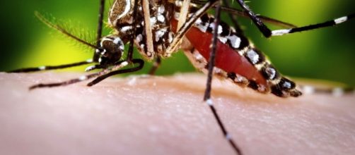 Zika Virus , la malattia che spaventa il mondo