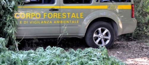 La marijuana sequestrata a Pattada dagli uomini del Corpo Forestale.