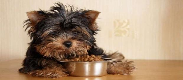 Existem alimentos benéficos para os humanos que são maléficos aos cães Existem alimentos benéficos para os humanos que são maléficos aos cães