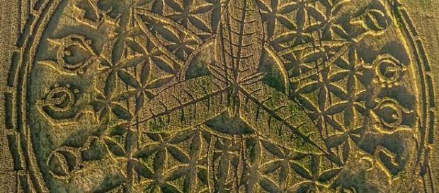 Un nouveau crop circle Angleterre Aout 2016 - copiright Gyro Un nouveau crop circle Angleterre Aout 2016 - copiright Gyro