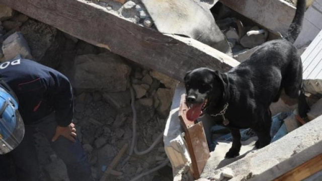 Il cane Leo continua a trovare persone