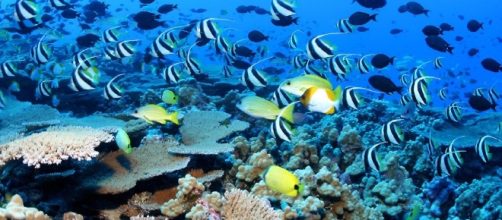 Obama might create the world's largest marine reserve in Hawaii ... - inhabitat.com