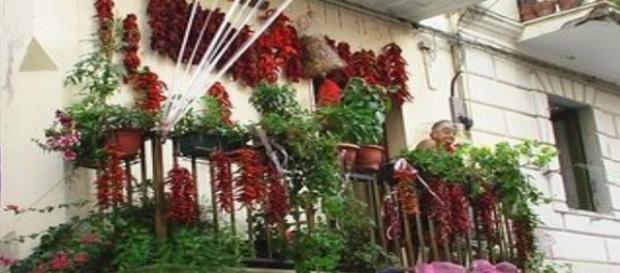 Il peperoncino, nome scientifico Capsicum, vanta proprietà afrodisiache, antiossidanti, antinfiammatorie e dimagranti. Il peperoncino, nome scientifico Capsicum, vanta proprietà afrodisiache, antiossidanti, antinfiammatorie e dimagranti.