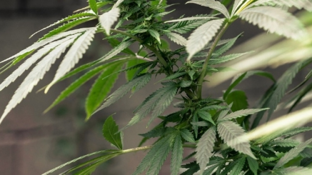 Dai cable divulgati da Wikileaks emergono le pressioni esercitate dalla WSWA contro la legalizzazione della cannabis