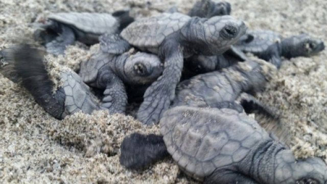 Marina di Camerota, tutti pazzi per le 74 tartarughine - 1 di 1 ... - repubblica.it