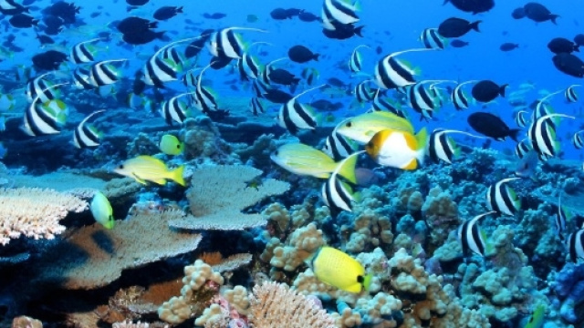 Obama might create the world's largest marine reserve in Hawaii ... - inhabitat.com