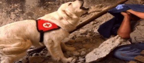 Asia, la cagnolina morta di fatica per salvare i terremotati