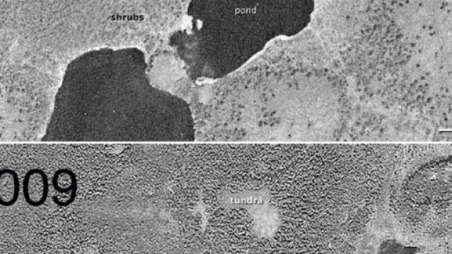La tundra siberiana nel 1966 e nel 2009