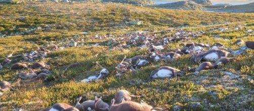 24zampe | Fulmine fa strage di renne in Norvegia: 323 animali ... - ilsole24ore.com